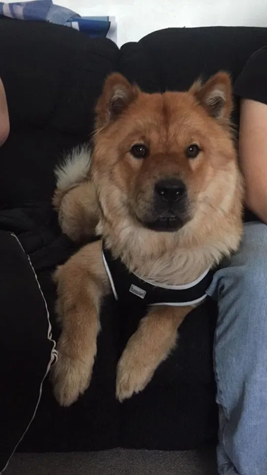 Lost dog in Milwaukee, WI, 53223