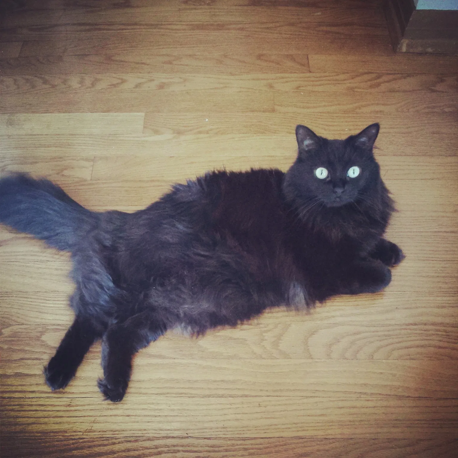 Found cat in Waukesha, WI, 53188