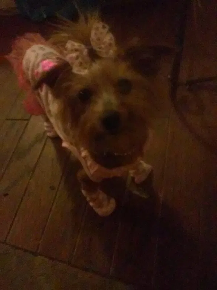 Lost dog in Memphis, TN, 38141