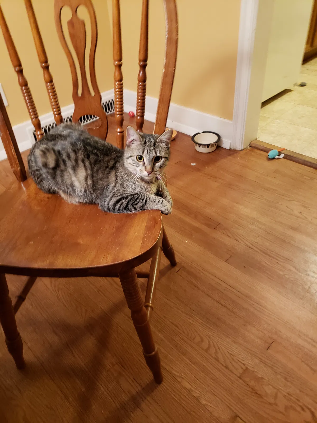 Lost cat in Shorewood, IL, 60404