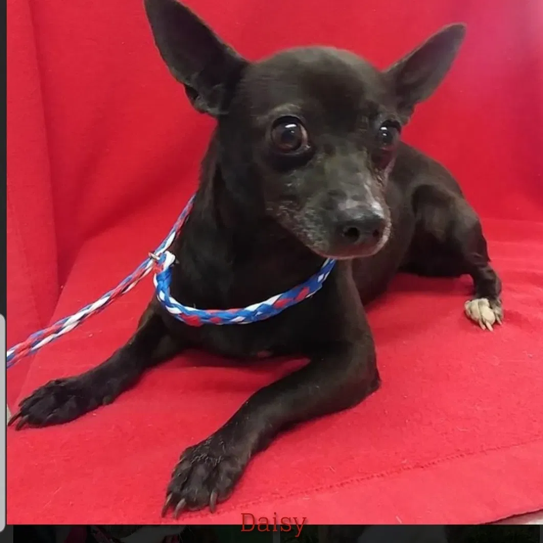 Lost dog in High Point, NC, 27260