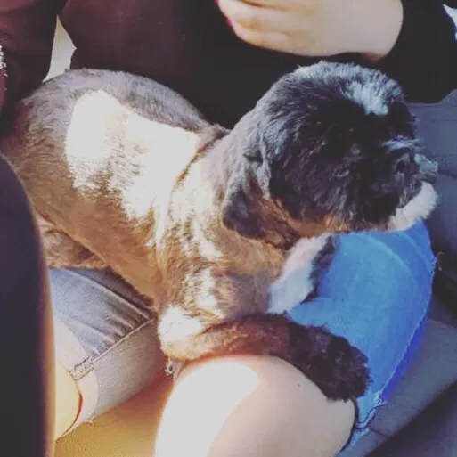 Lost dog in Aurora, CO, 80011