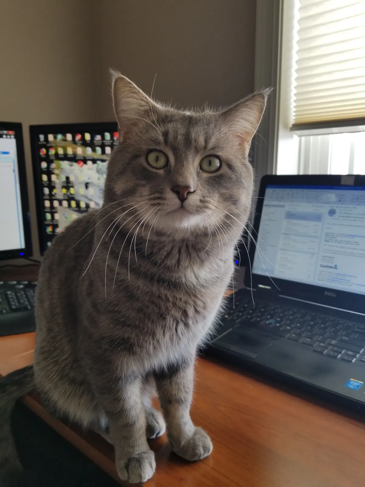 Lost cat in Albertville, MN, 55301