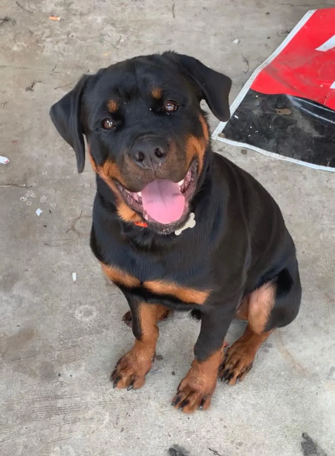 Lost dog in Gibsonton, FL, 33534