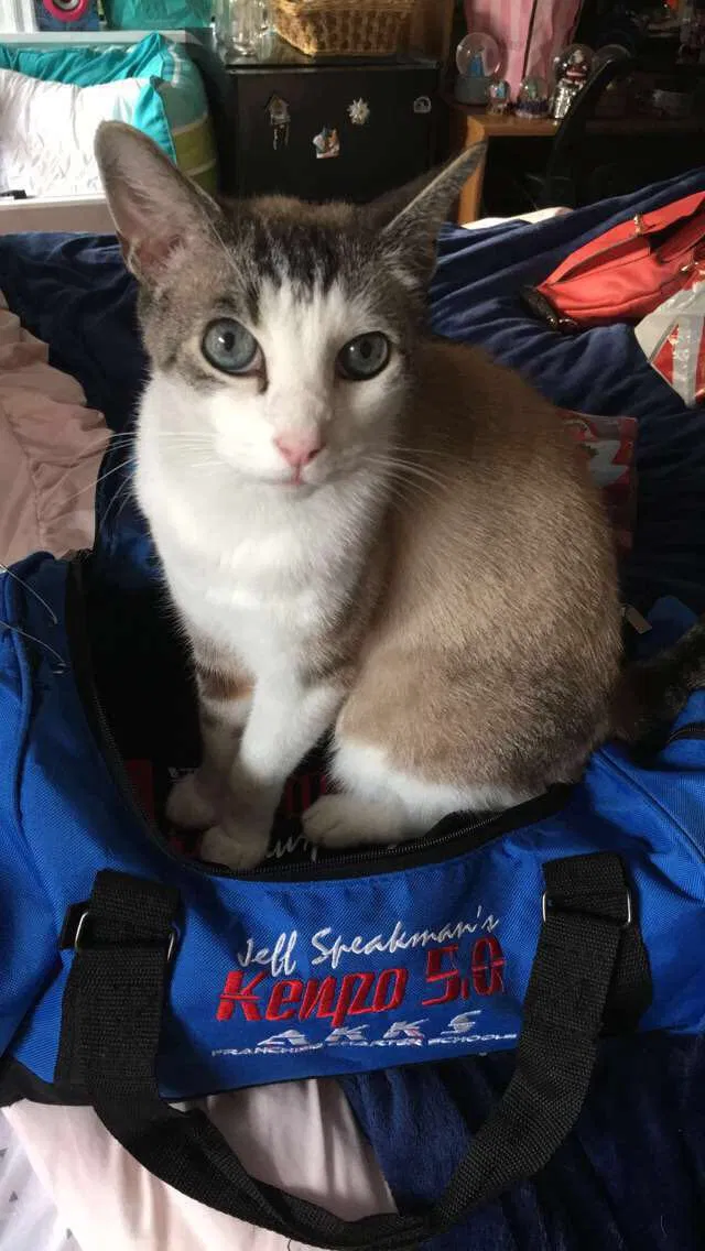 Lost cat in Santa Rosa, CA, 95401