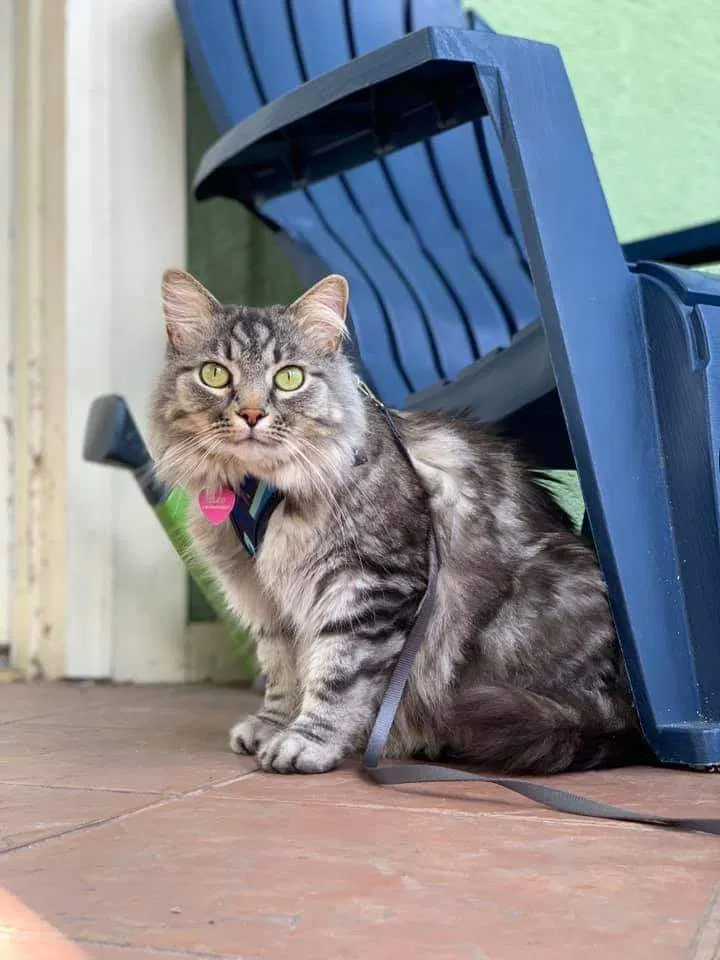 Lost cat in New Orleans, LA, 70119