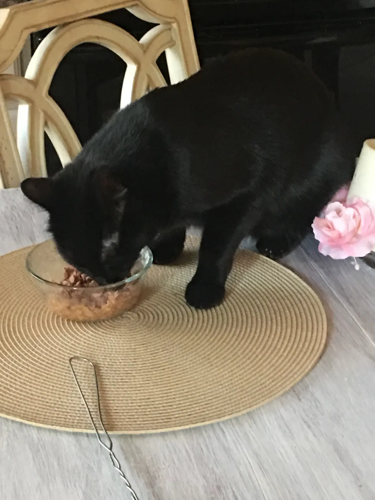 Lost cat in San Tan Valley, AZ, 85140