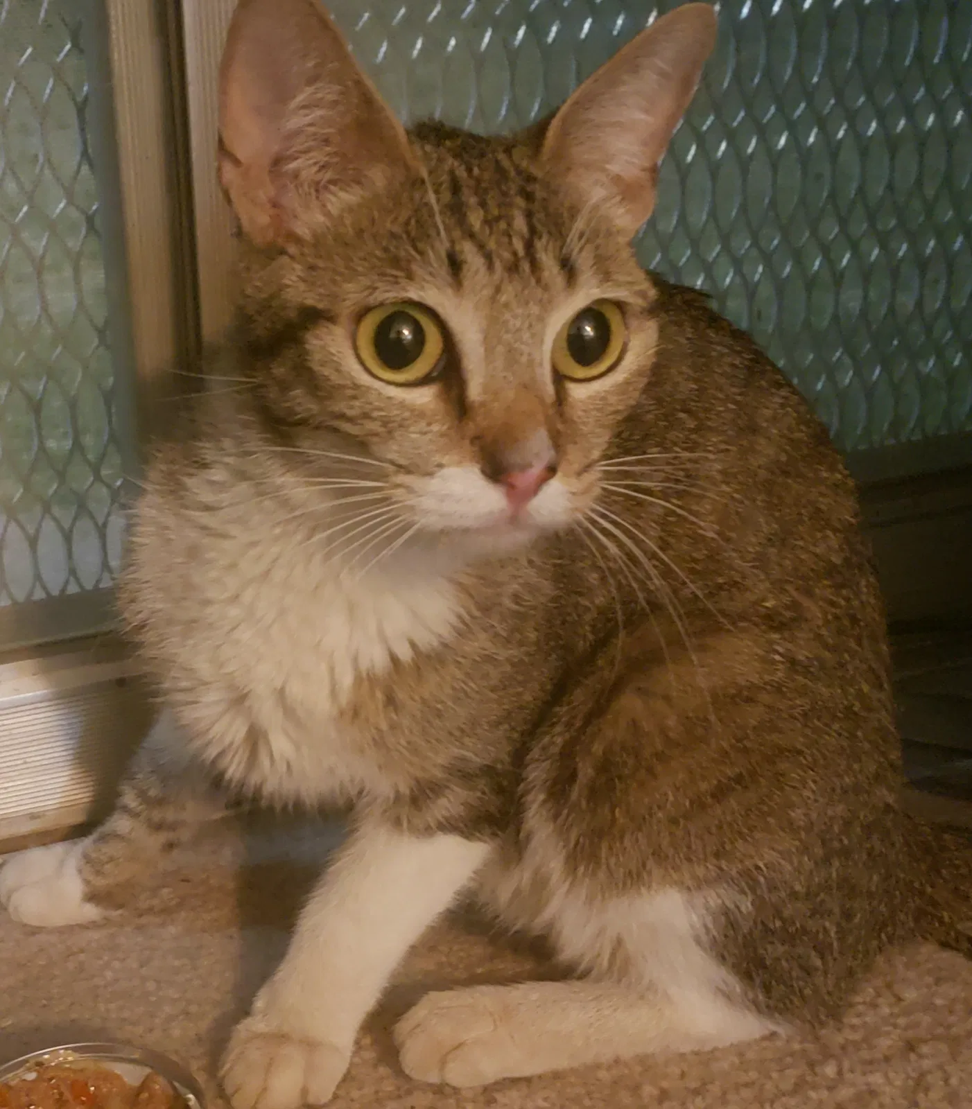 Found cat in Glendale, AZ, 85302