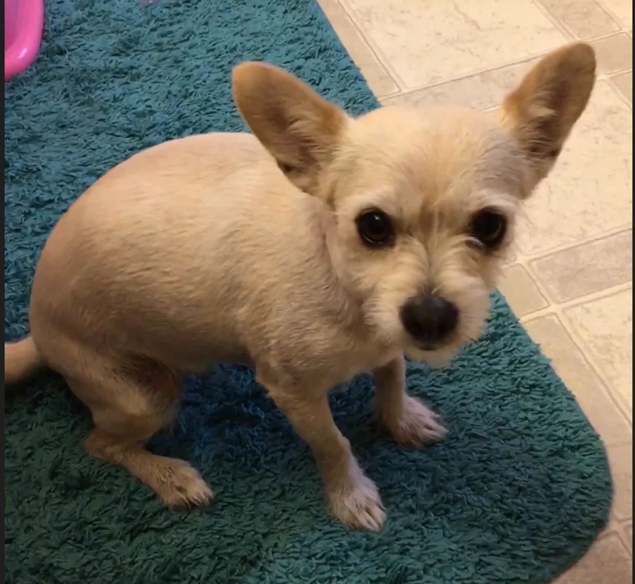 Lost dog in Belvidere, IL, 61008