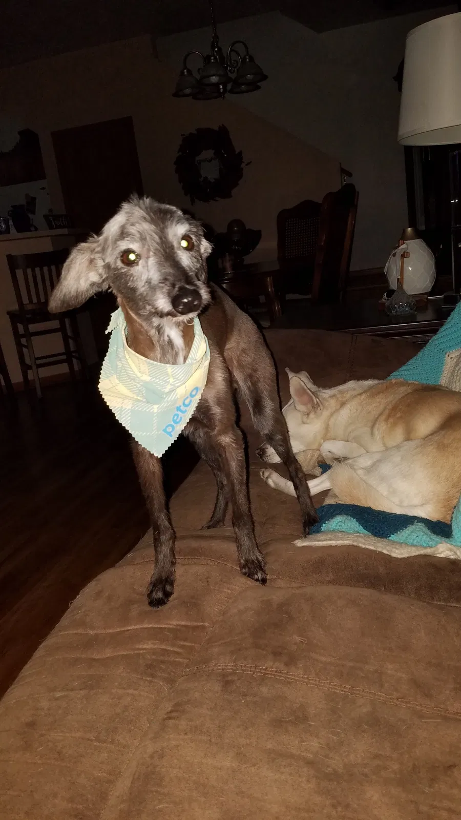 Lost dog in Minot, ND, 58703