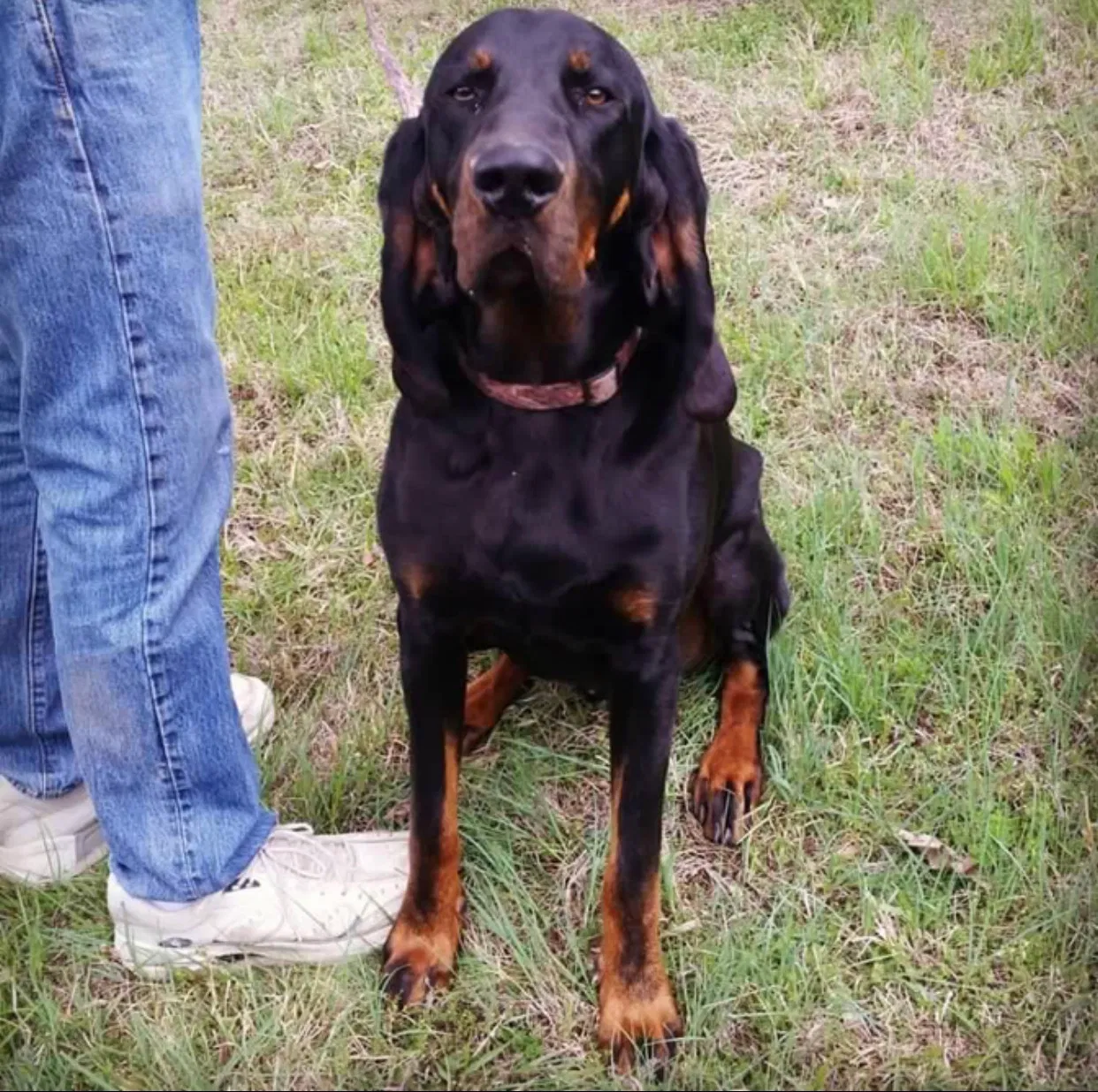 Lost dog in Gravette, AR, 72736