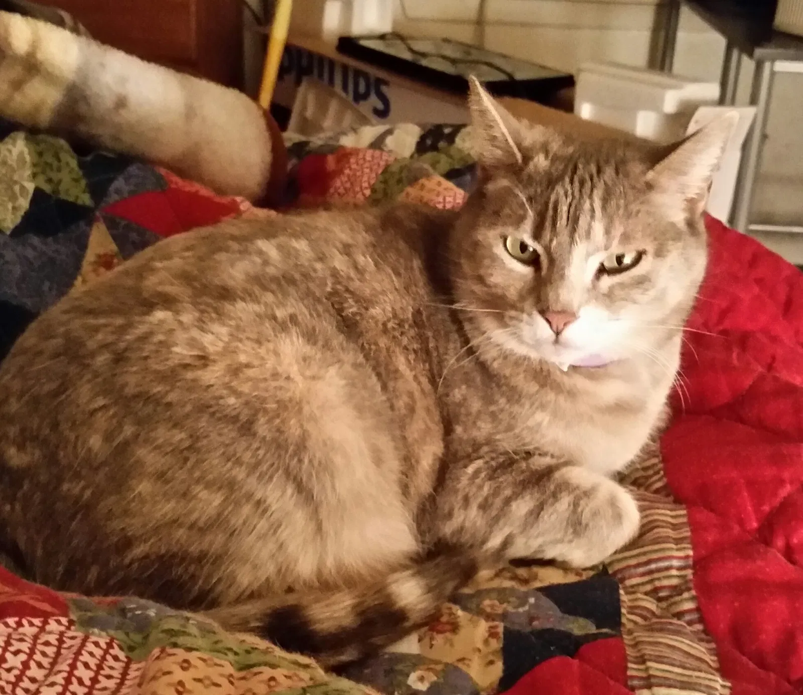 Lost cat in Cedar Park, TX, 78613