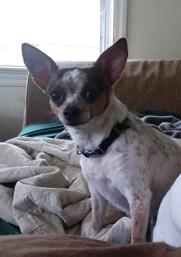 Lost dog in Rogers, AR, 72756