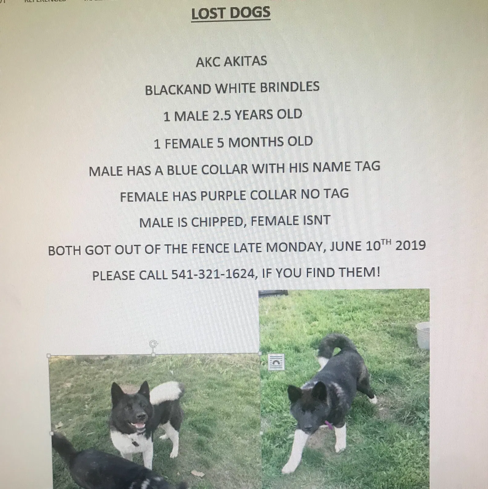 Lost dog in Junction City, OR, 97448