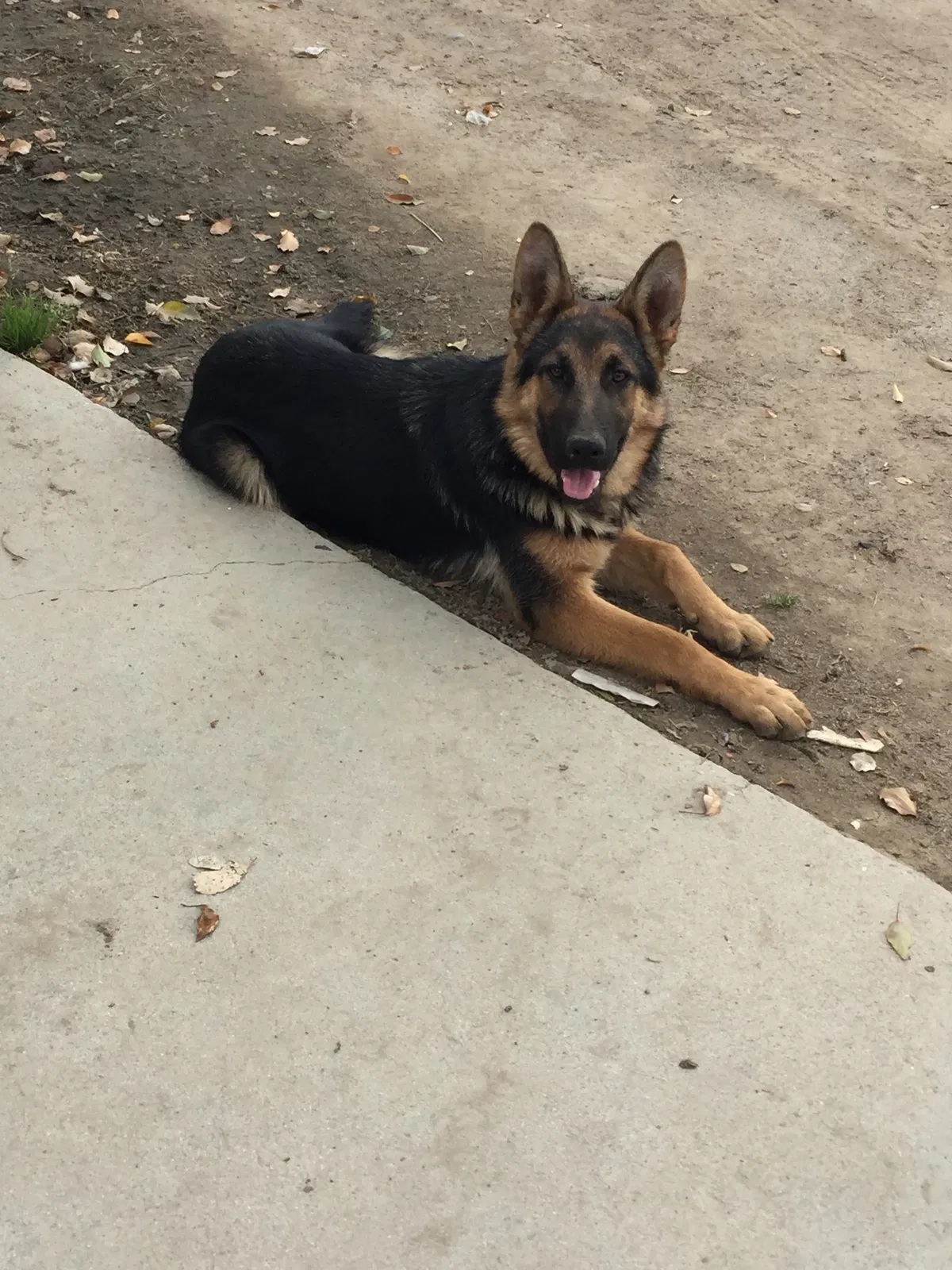 Lost dog in Laton, CA, 93242