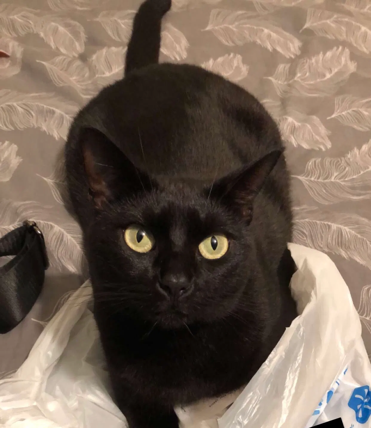 Lost cat in Pompano Beach, FL, 33071