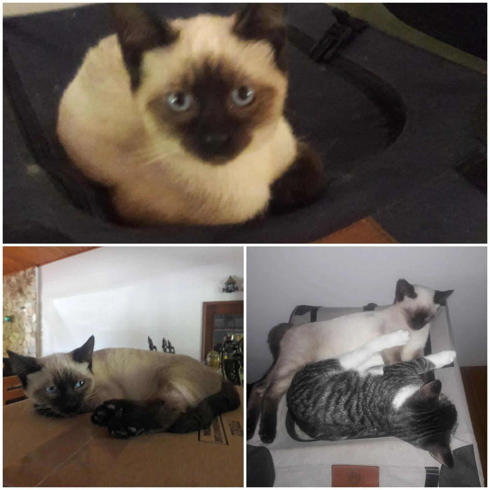 Lost cat in Homestead, FL, 33031
