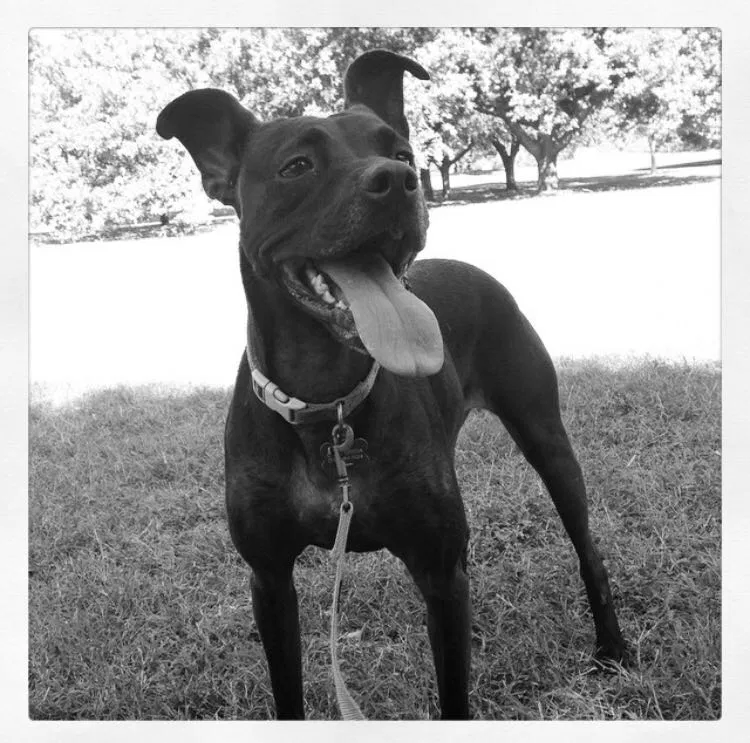 Lost dog in Austin, TX, 78741