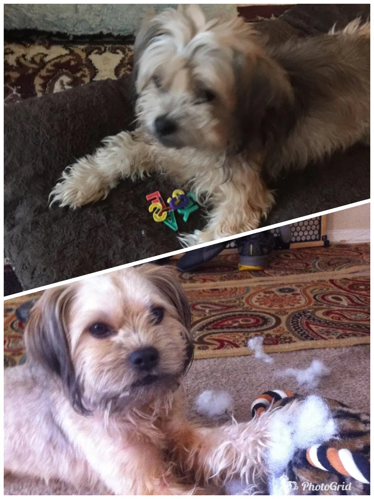 Lost dog in Whittier, CA, 90601