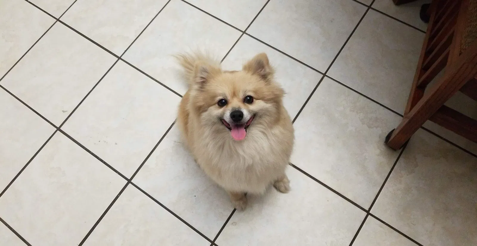 Lost dog in Visalia, CA, 93292