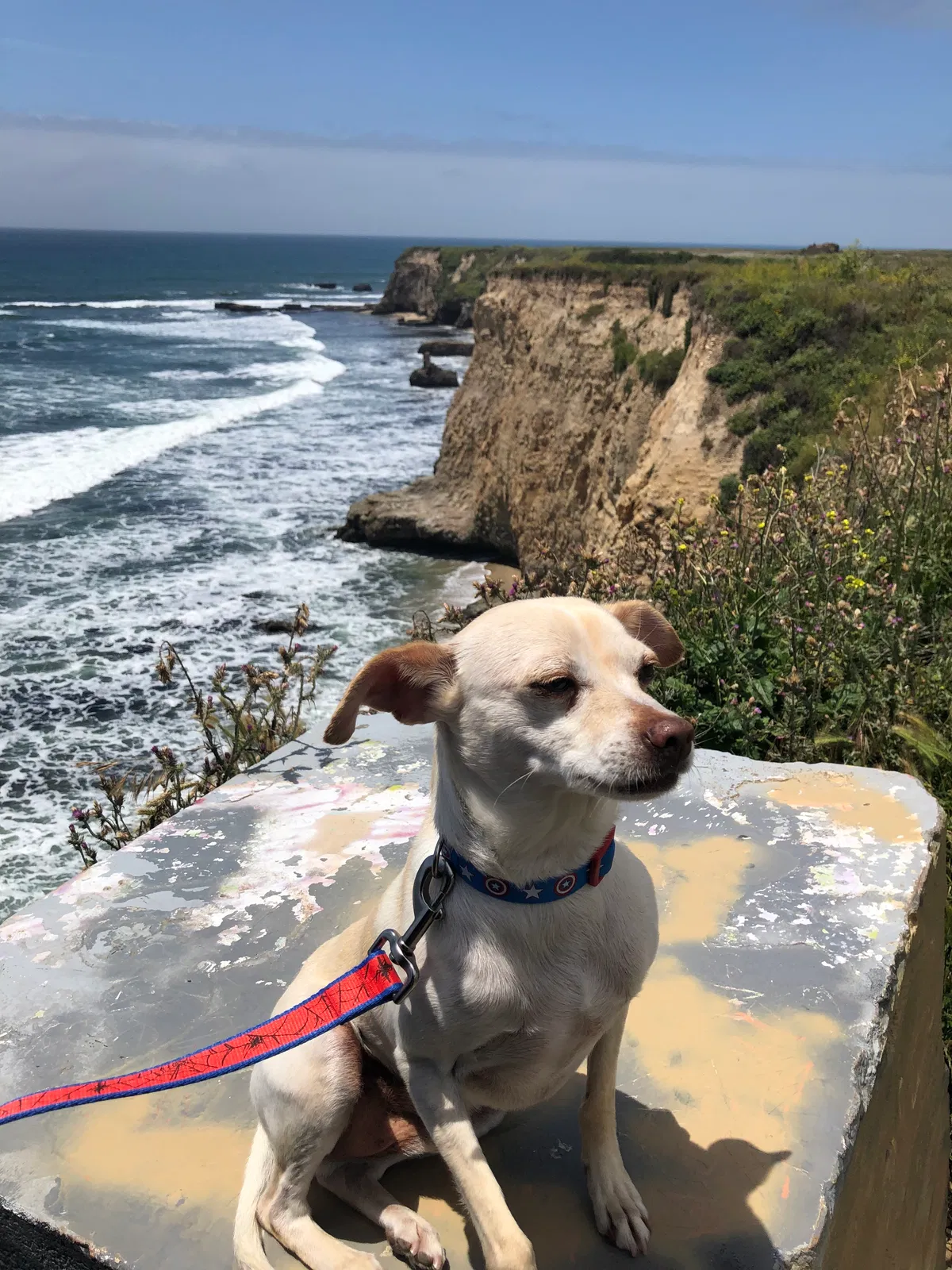 Lost dog in Modesto, CA, 95350