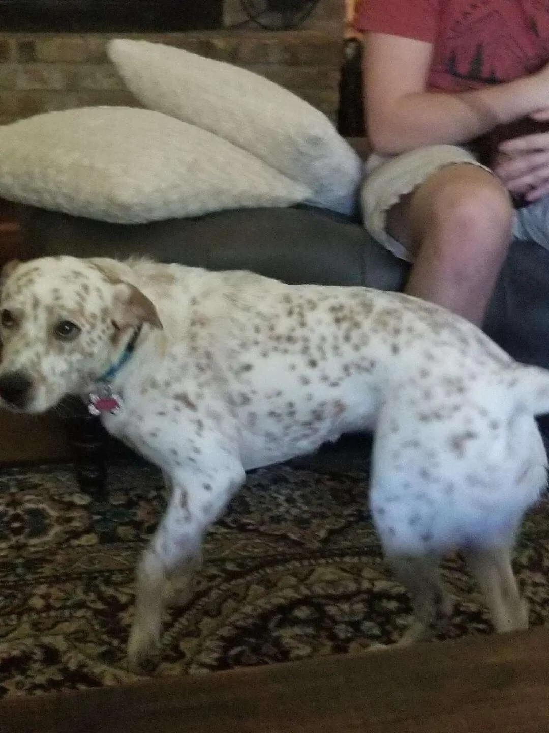Lost dog in Bellville, TX, 77418