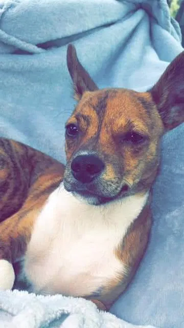 Lost dog in Lowell, AR, 72745