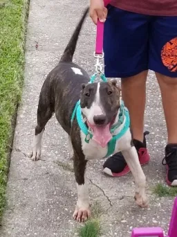 Lost dog in Spring, TX, 77373
