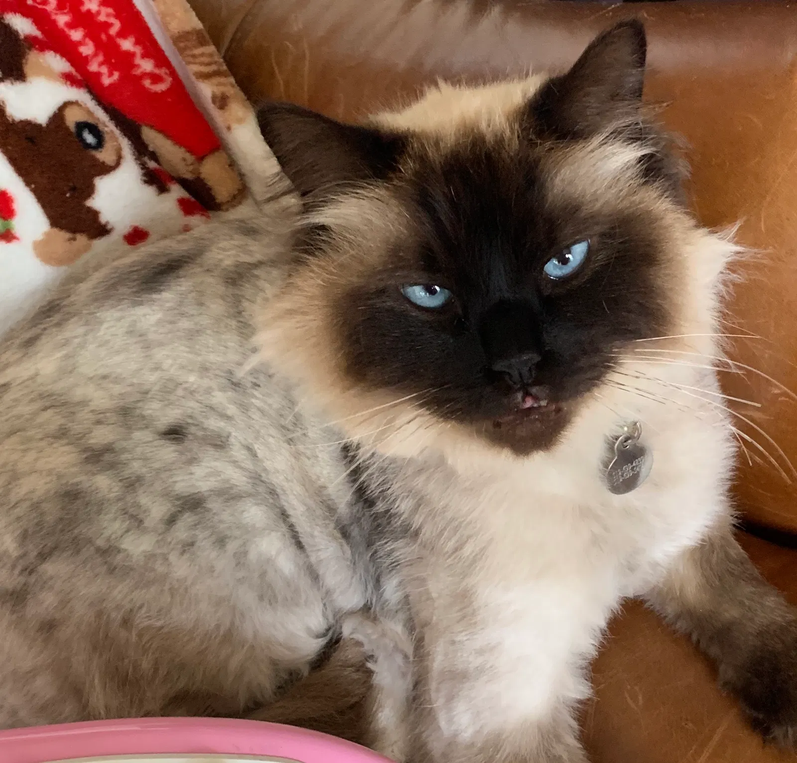 Lost cat in Round Rock, TX, 78681
