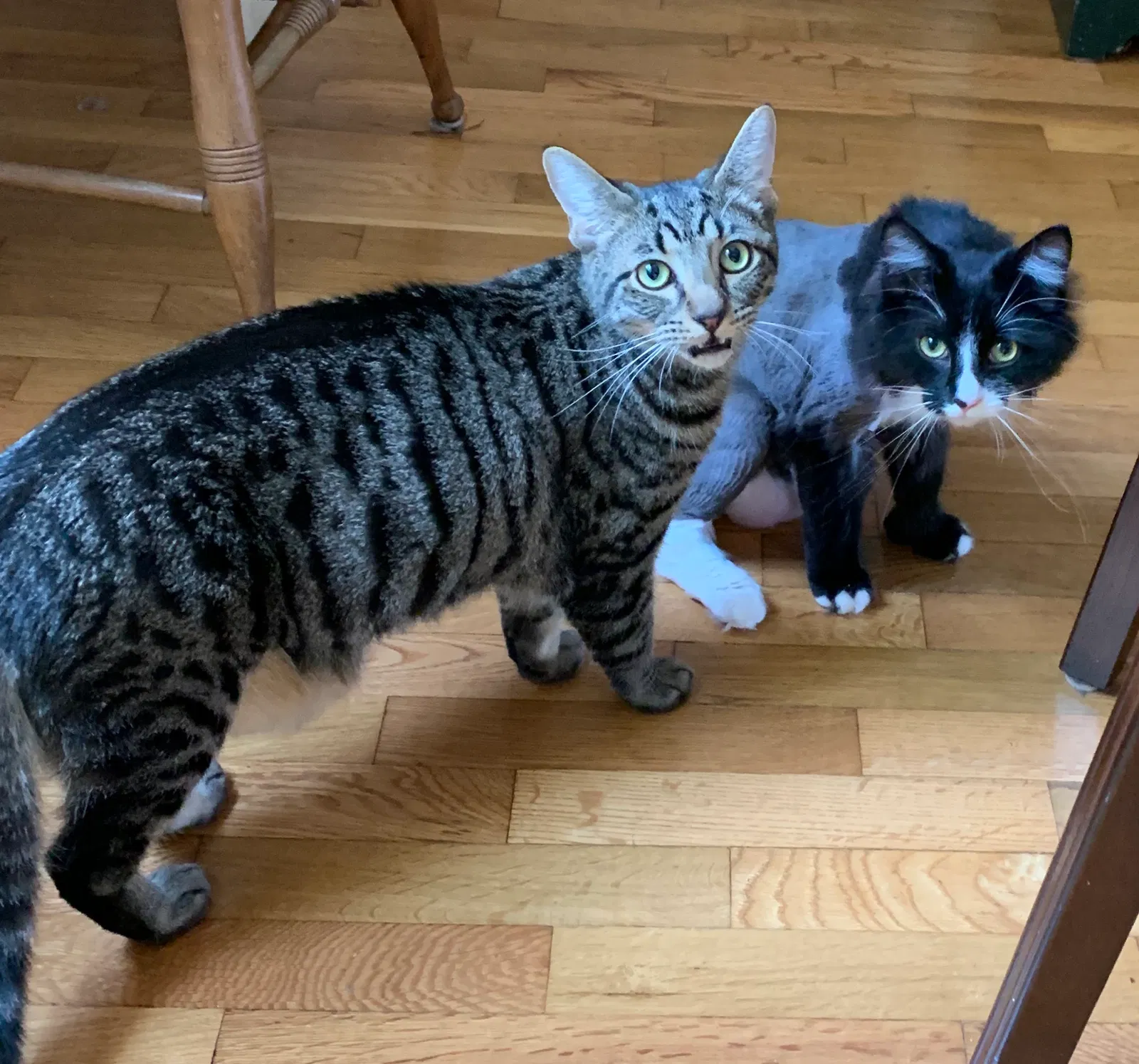 Lost cat in Gig Harbor, WA, 98332