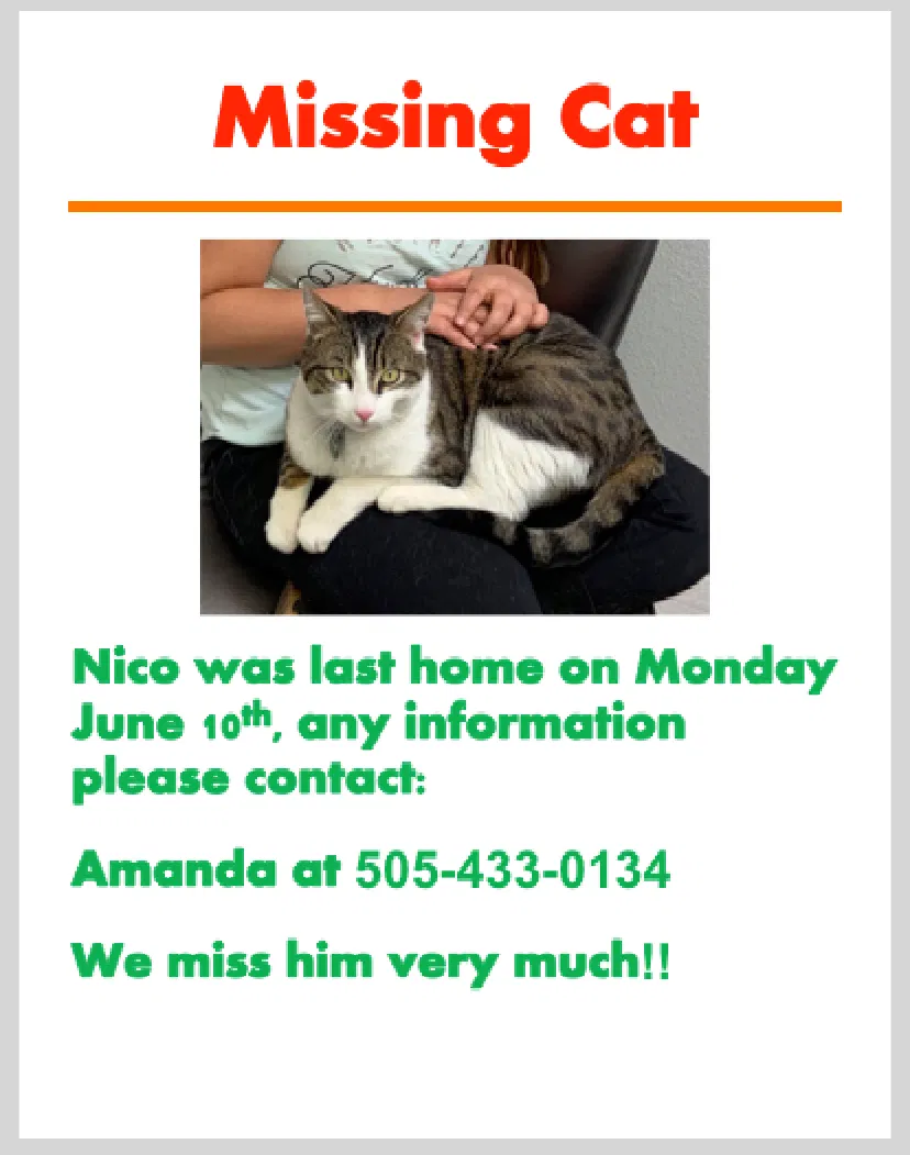 Lost cat in Albuquerque, NM, 87123