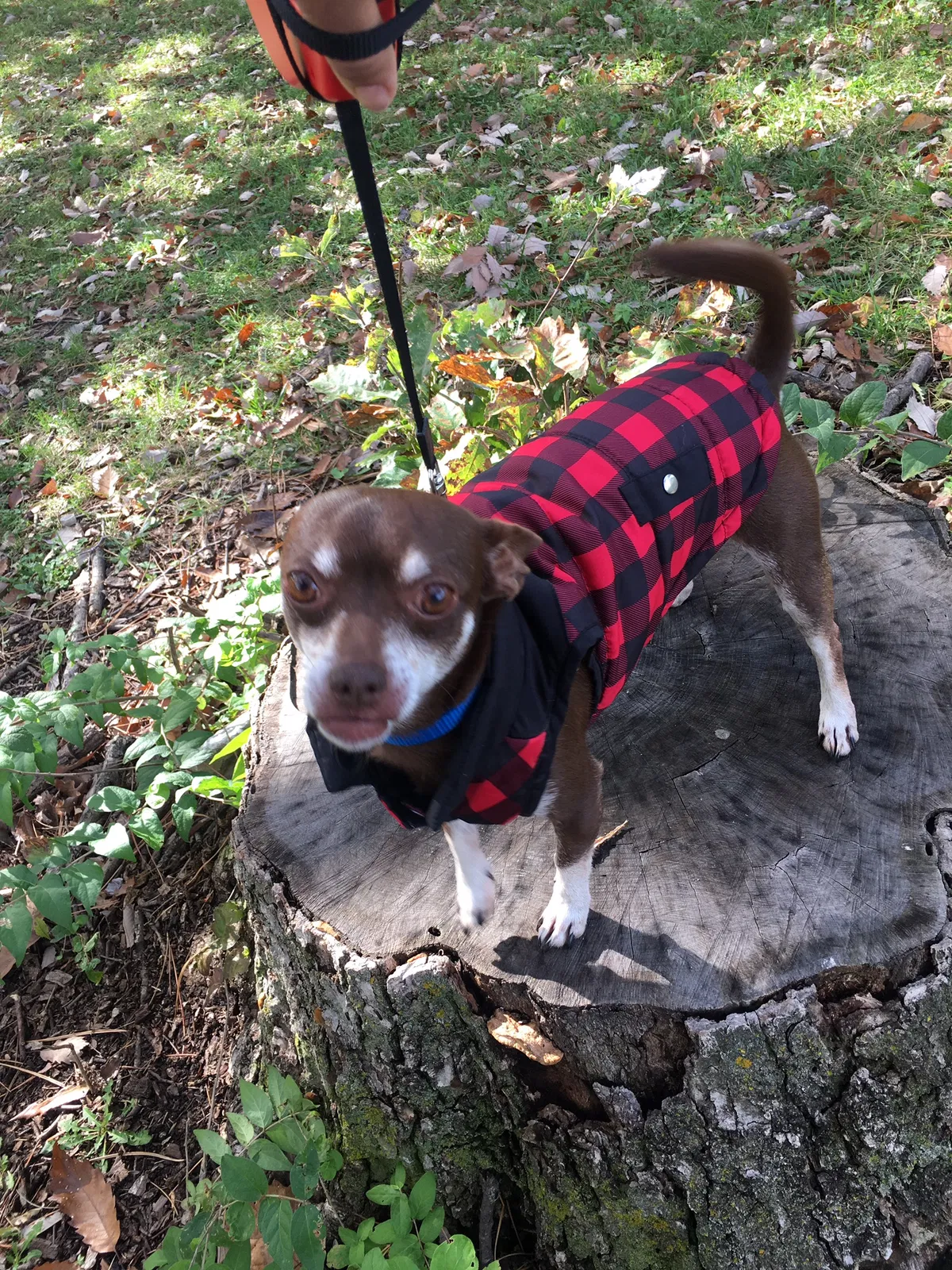 Lost dog in Kansas City, KS, 66102