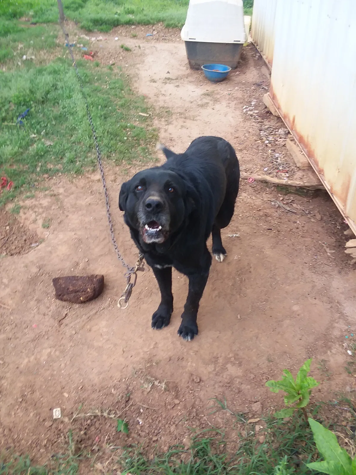 Lost dog in Landrum, SC, 29356