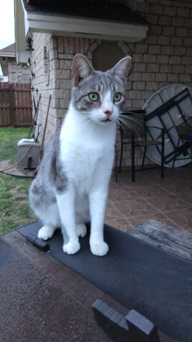 Lost cat in Rio Grande City, TX, 78582