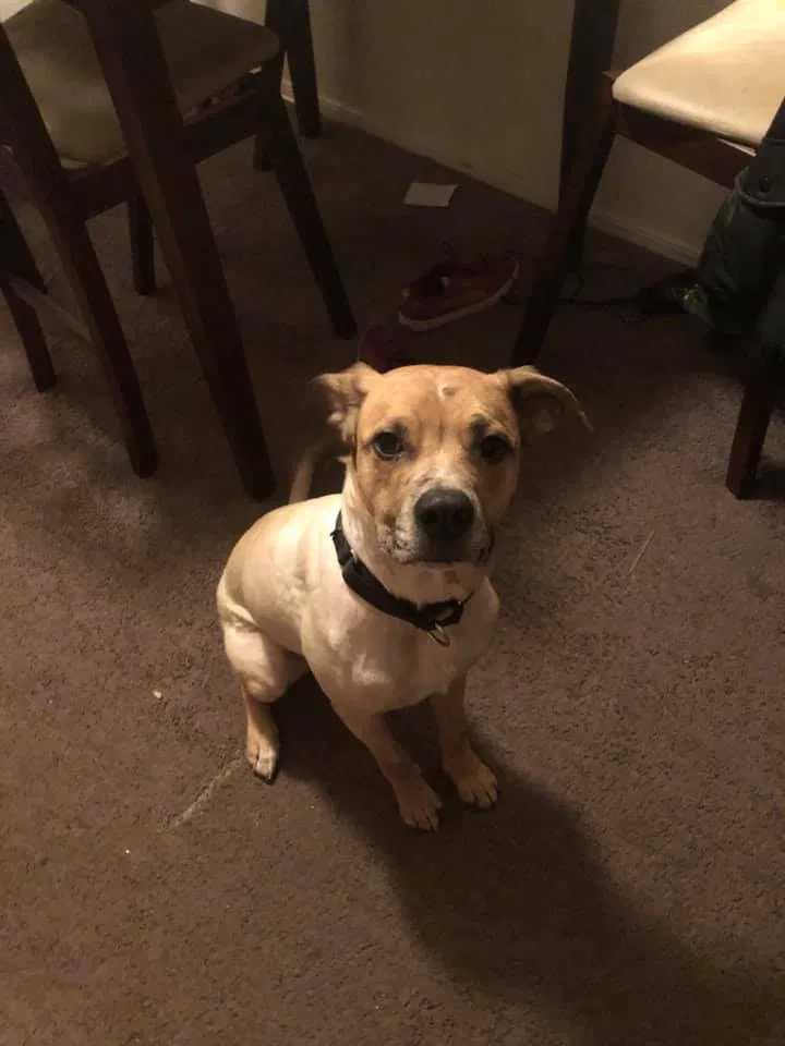 Lost dog in Tulsa, OK, 74136
