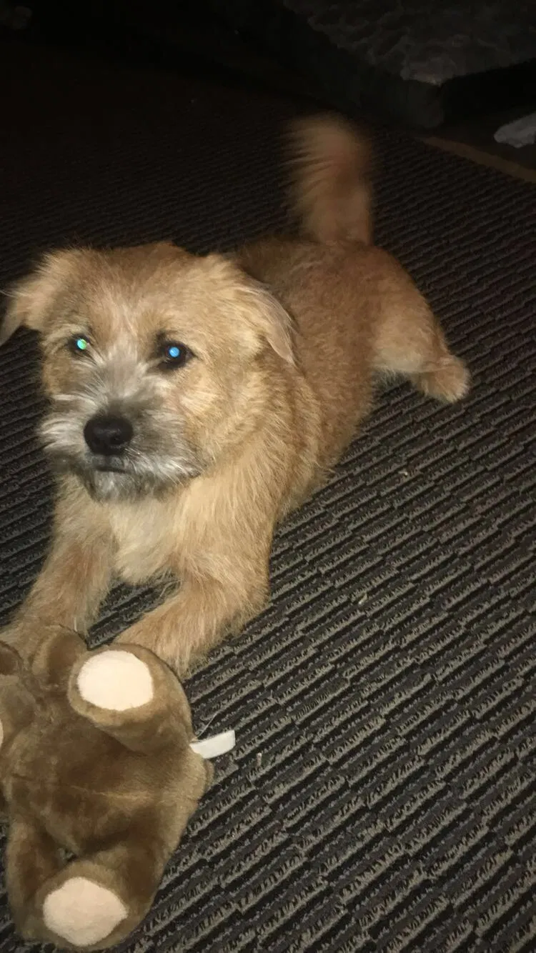 Lost dog in Bowie, MD, 20716