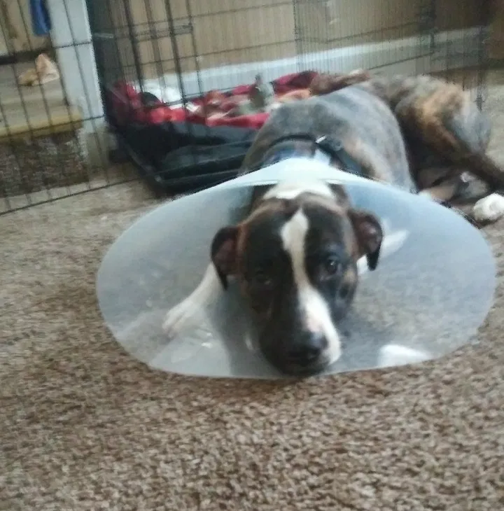 Lost dog in Kansas City, MO, 64127
