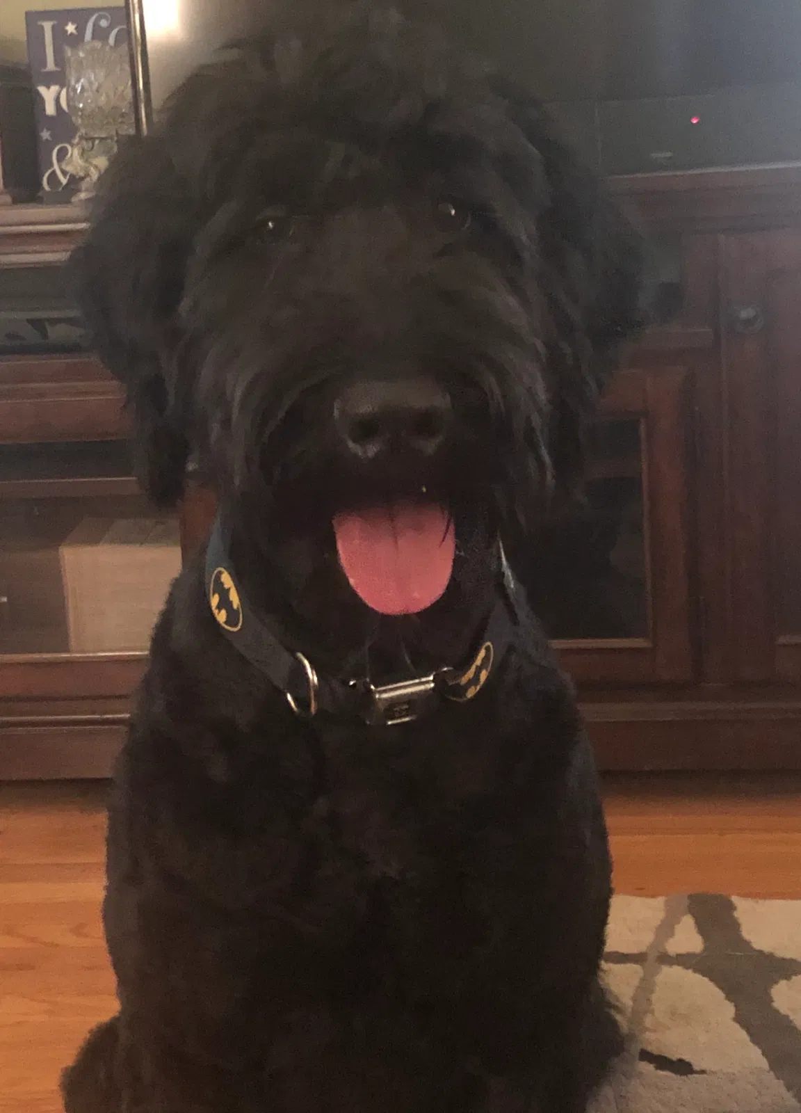 Lost dog in Anderson, SC, 29621