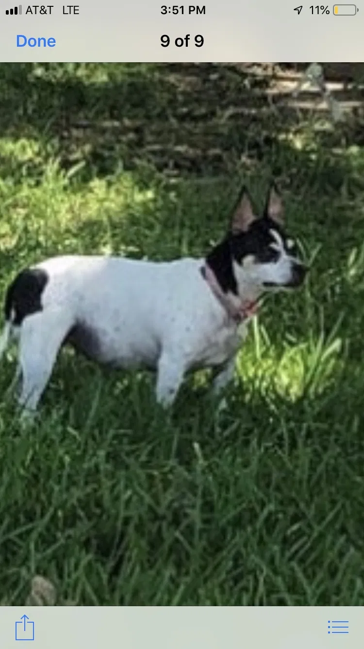 Lost dog in Plano, TX, 75024