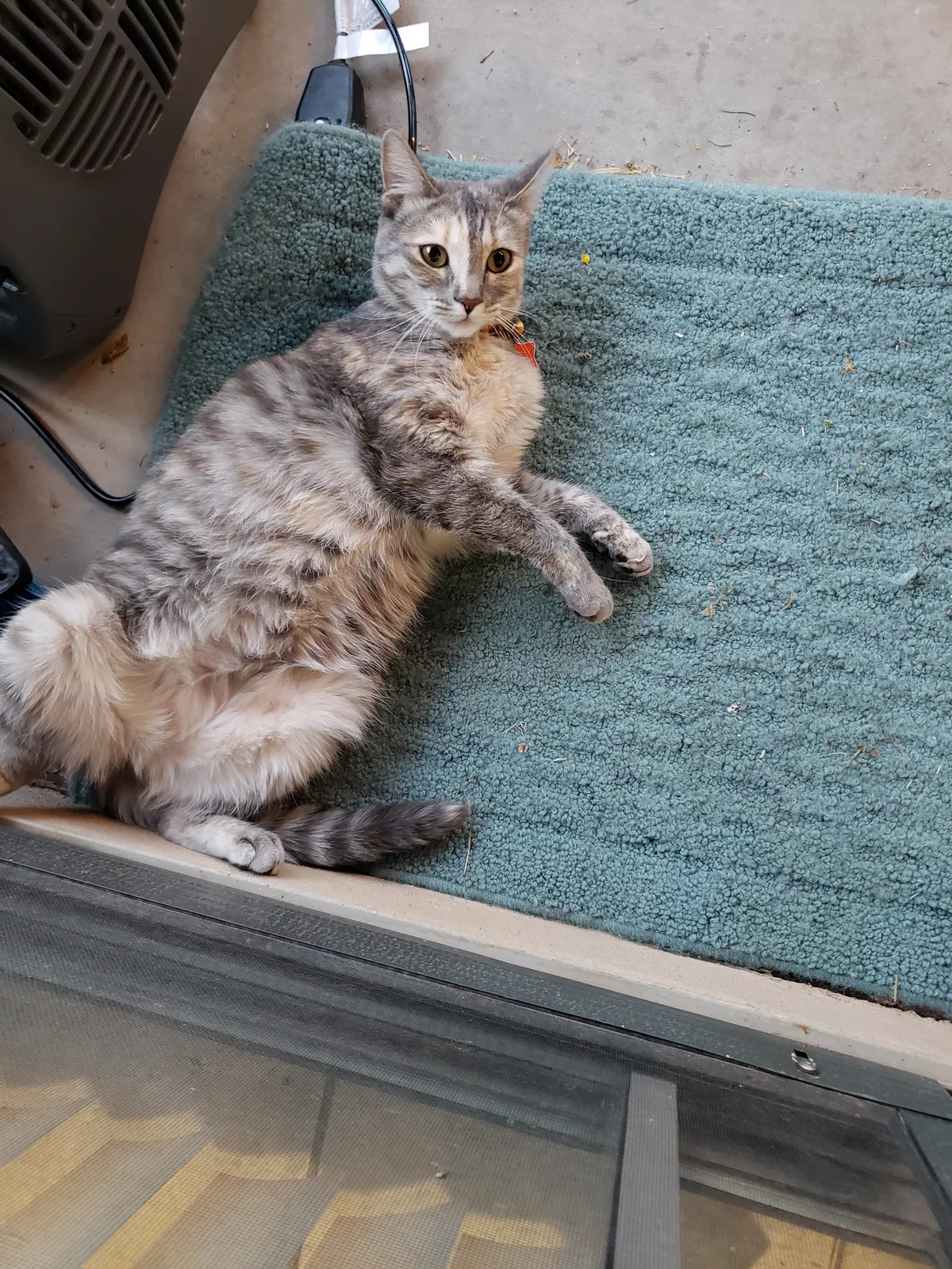 Lost cat in Chandler, AZ, 85249