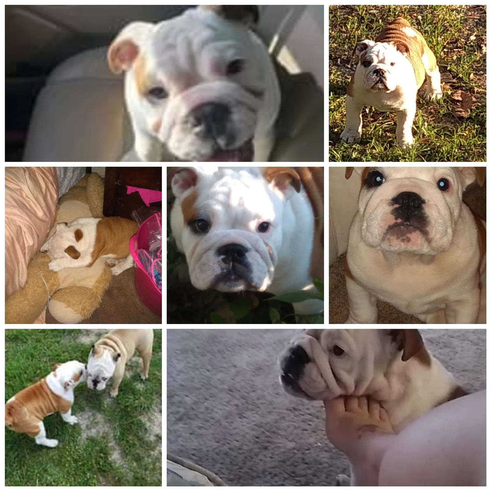 Lost dog in Interlachen, FL, 32148