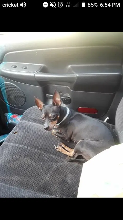 Lost dog in Brooklyn, MD, 21225