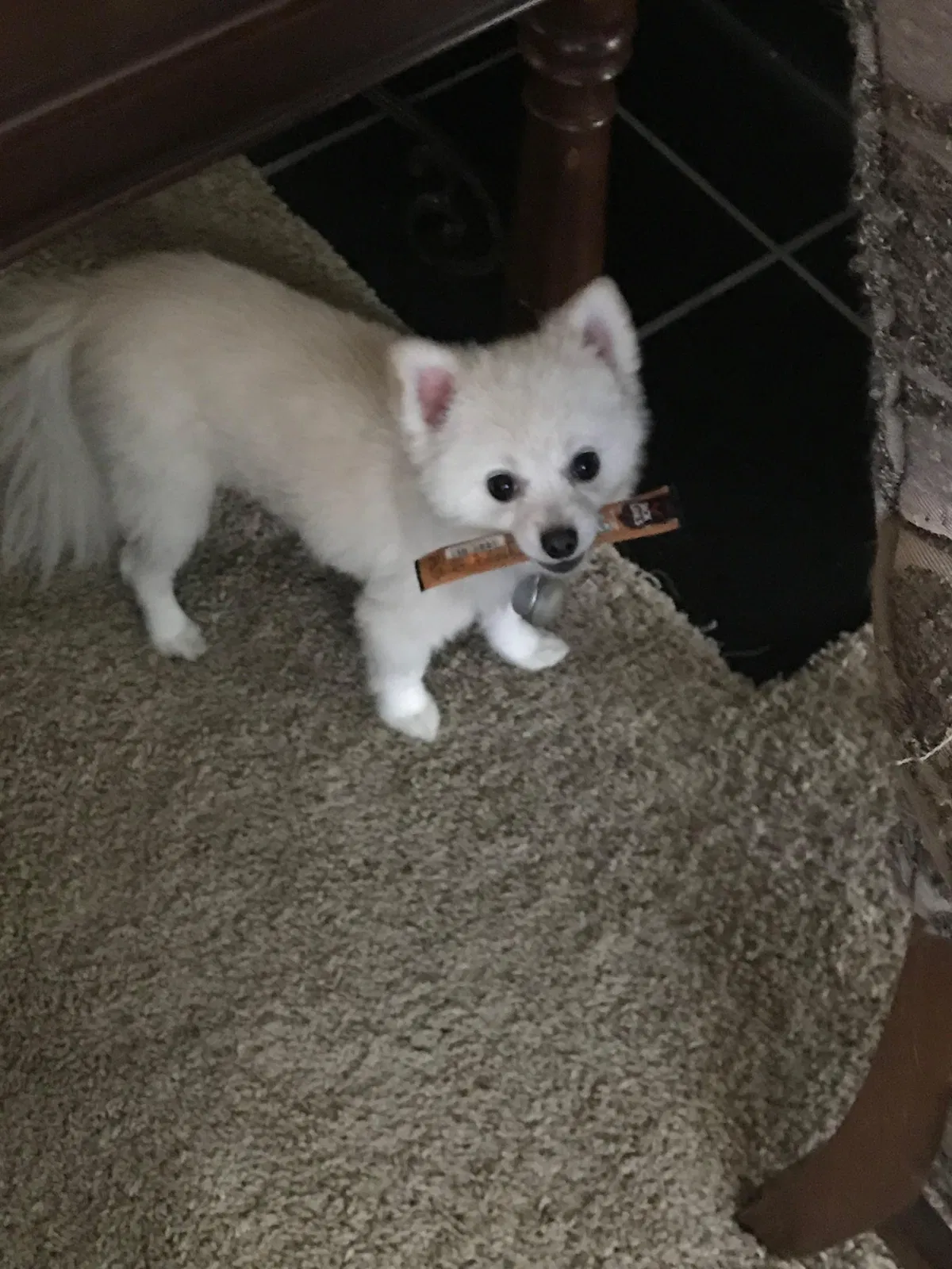 Lost dog in Dallas, TX, 75204