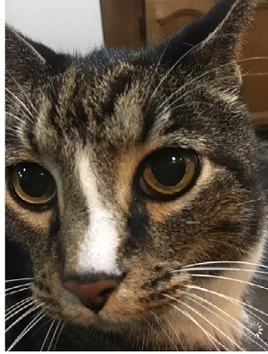 Lost cat in New Orleans, LA, 70122