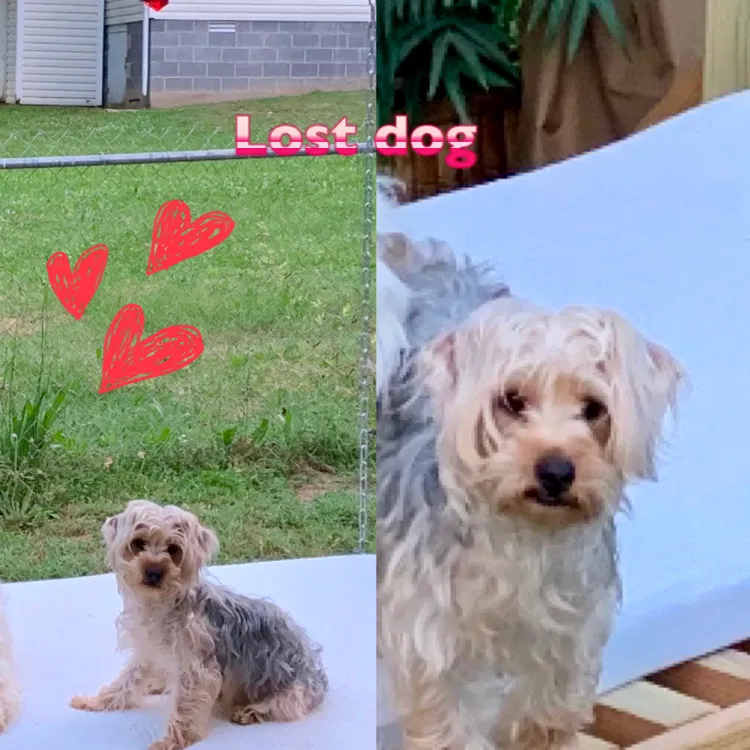 Lost dog in Nashville, TN, 37207