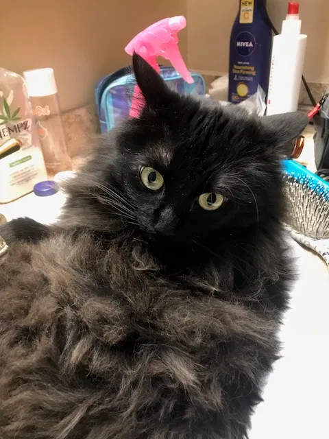 Lost cat in Burnsville, MN, 55337