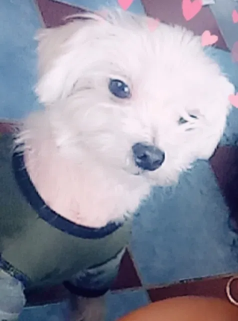 Lost dog in Wilmington, NC, 28401
