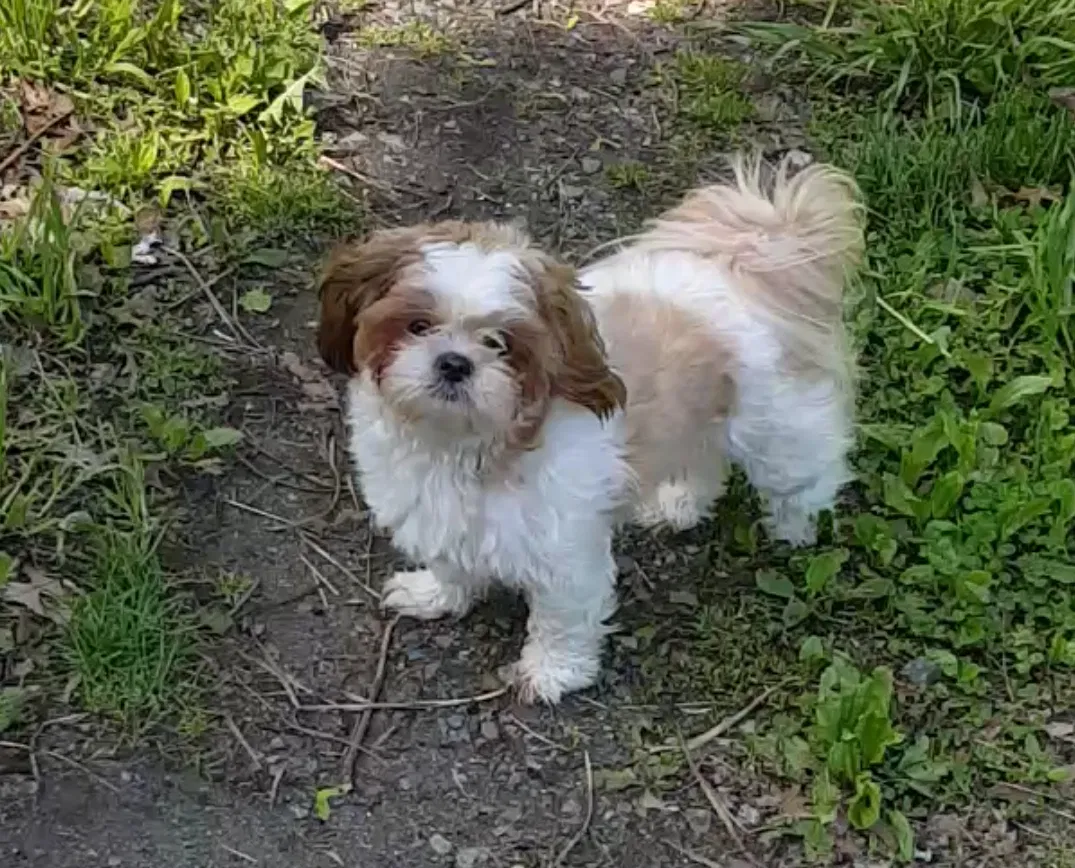 Lost dog in Yonkers, NY, 10701