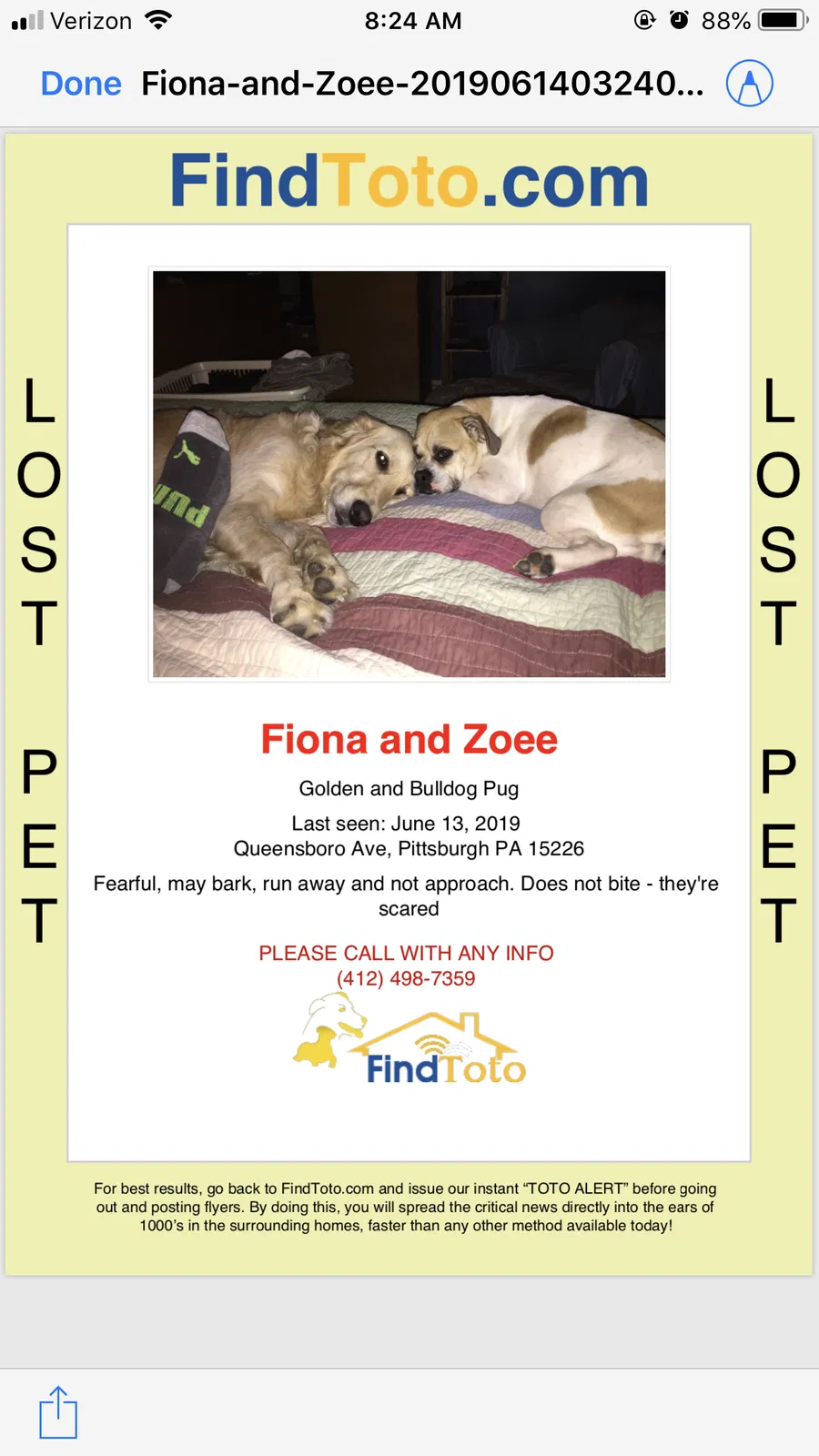 Lost dog in Pittsburgh, PA, 15226