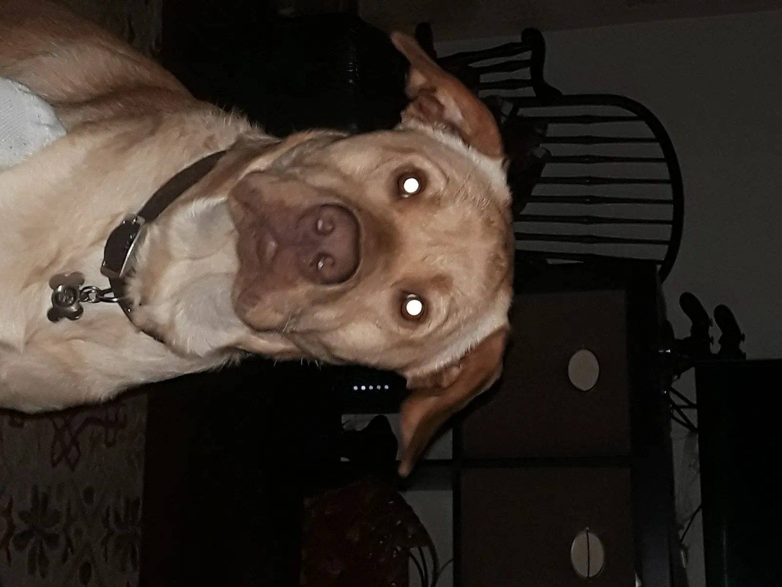 Lost dog in Bend, OR, 97707